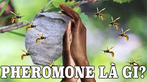 pheromone là gì