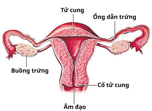 quan hệ mạnh có ảnh hưởng đến tử cung không? vị trí tử cung